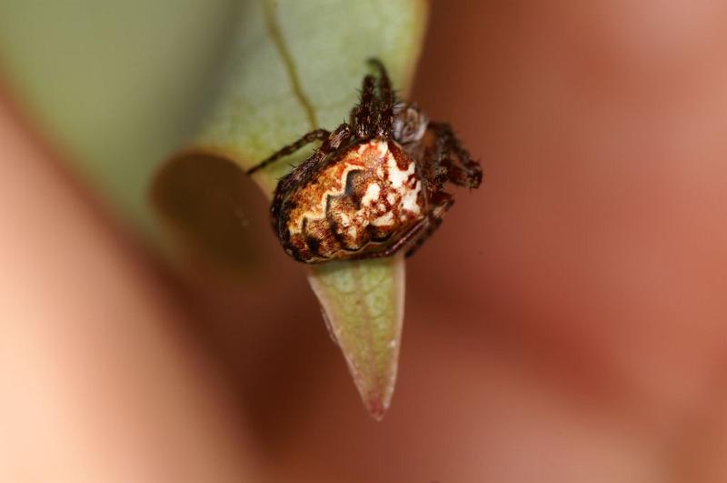 Eriophora_ZZ380_D5279_Z_85_Milaa Milaa_Australie.jpg